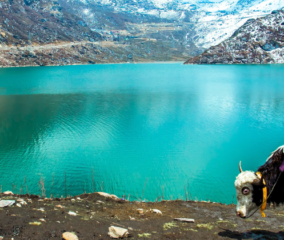 yak in gurudongmar lake with blue water